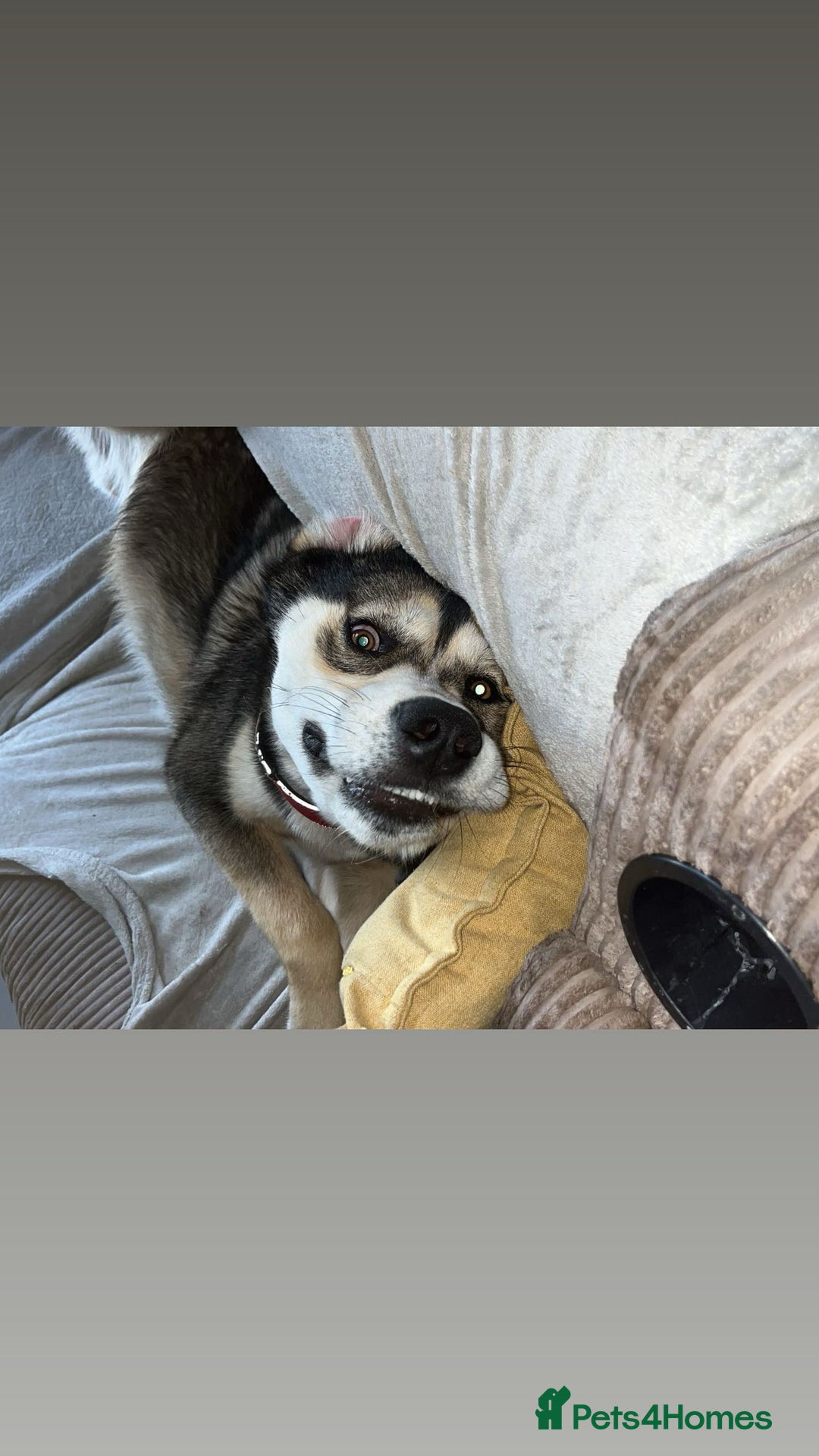 Mixed Breed dogs for sale: Husky x Labrador 2 years old  - Advert 5