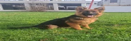 German Shepherd dogs for sale: stunning German Shepard puppies - Advert 9