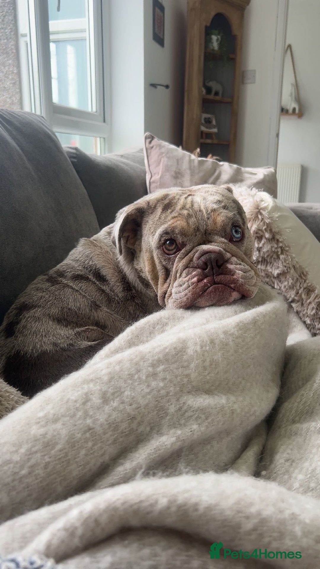 English Bulldog dogs for sale: 2 year old Lilac merle  - Advert 3