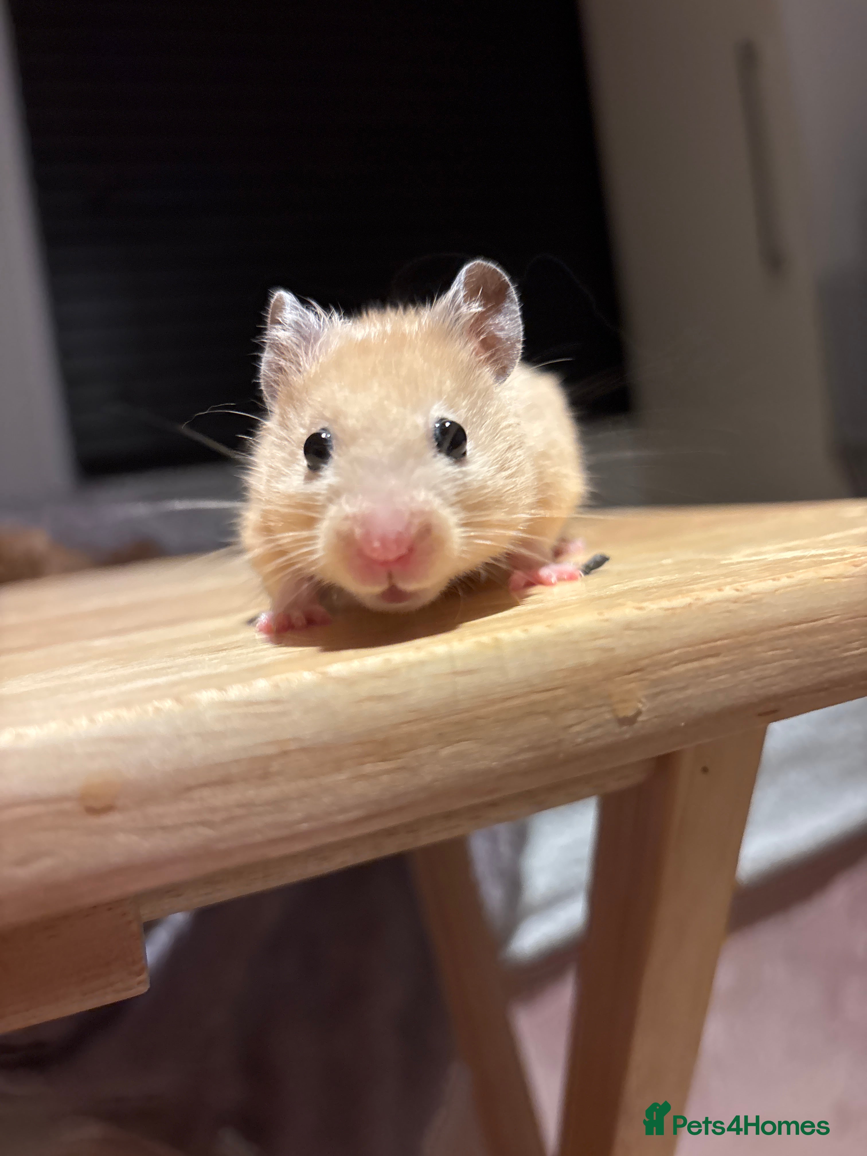 Hamster rodents Beautiful last of the litter Syrian hamster  - Advert 17