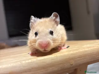 Hamster rodents Beautiful last of the litter Syrian hamster - Advert 17