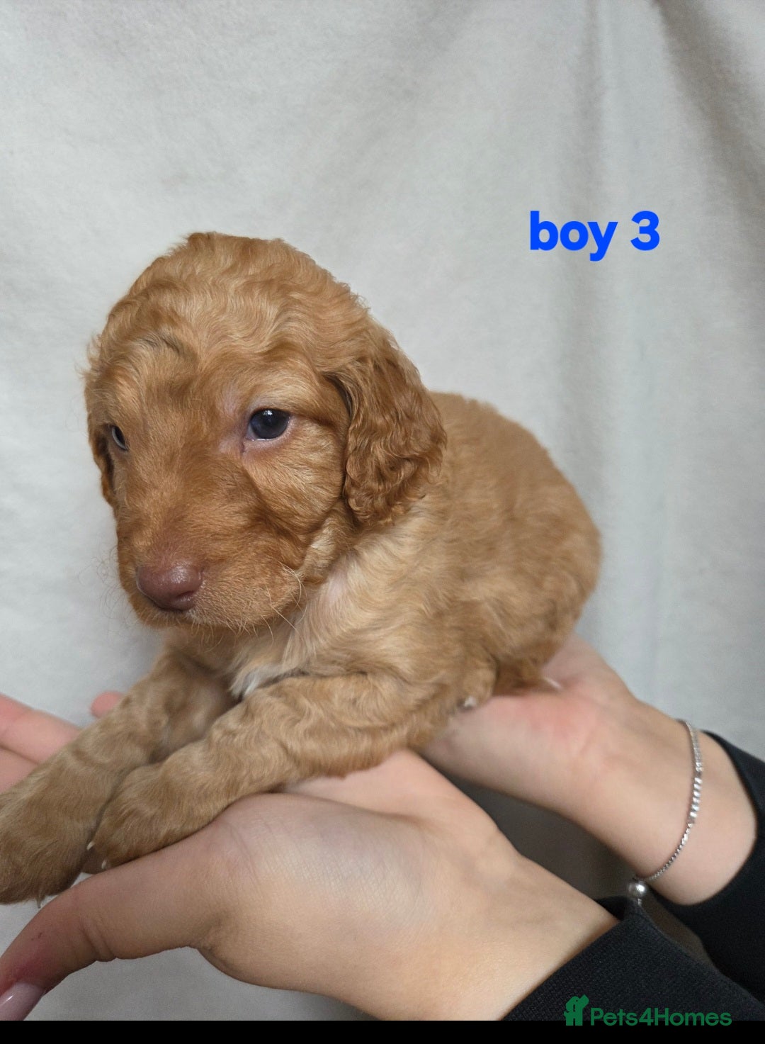 Cockapoo dogs for sale: F2 Cockapoo puppies  - Image 9
