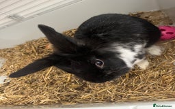 Lionhead rabbits for sale: Lion head rabbit - Image 3