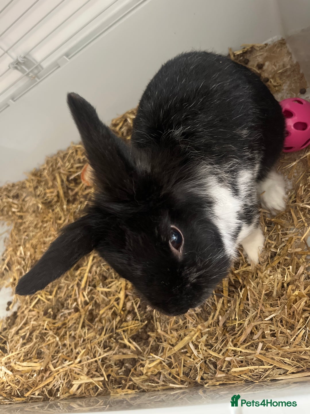 Lionhead rabbits for sale: Lion head rabbit - Image 3