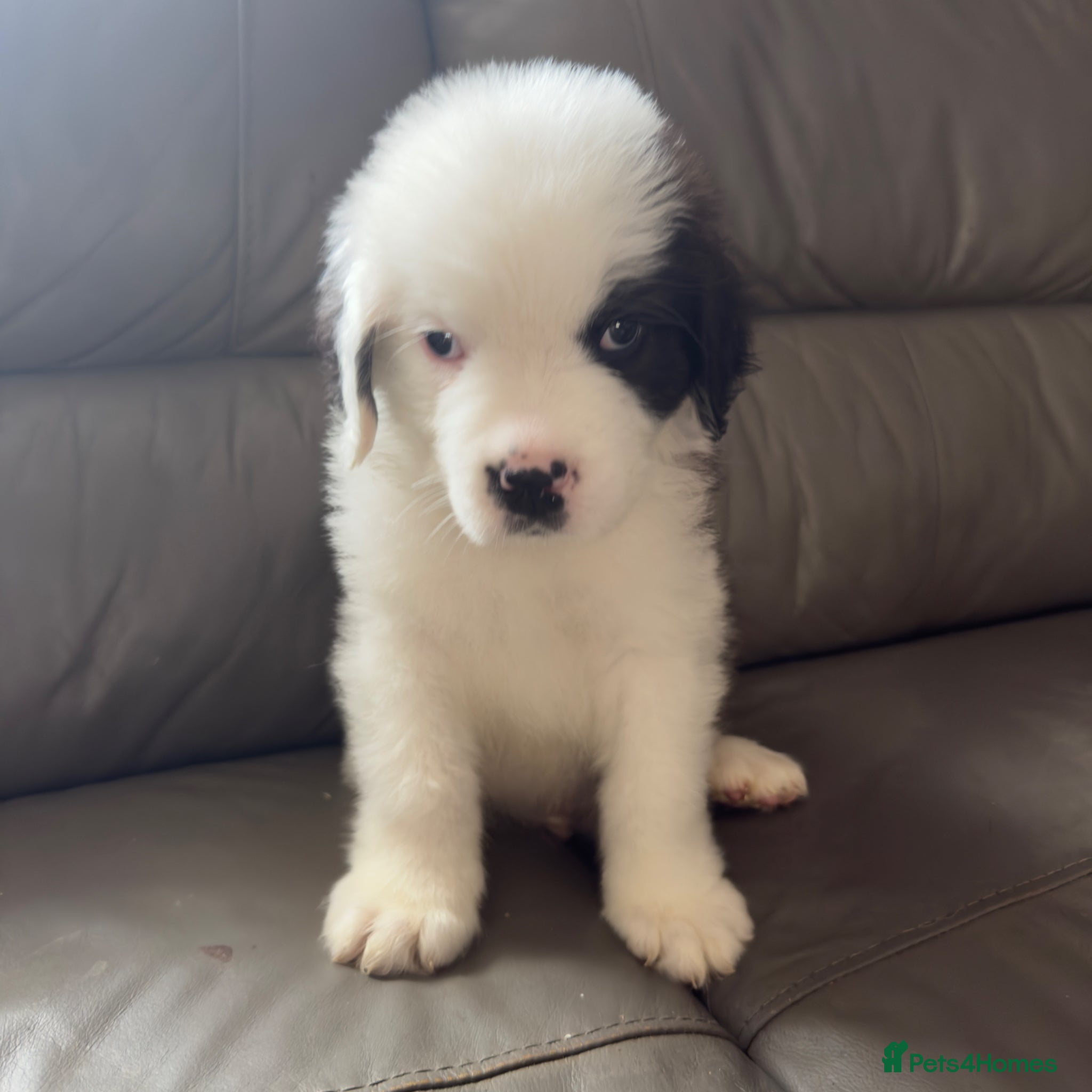 Saint Bernard dogs for sale: Last male Saint Bernard puppy Ready to Leave  - Advert 6