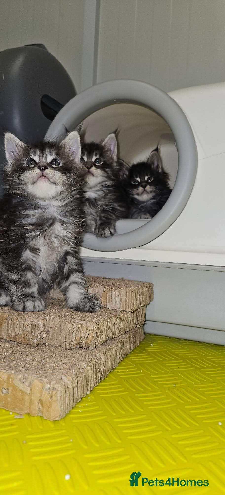 Maine Coon cats Giants maine coon kittens  - Advert 1