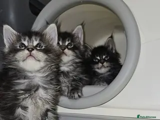 Maine Coon cats Giants maine coon kittens - Advert 12