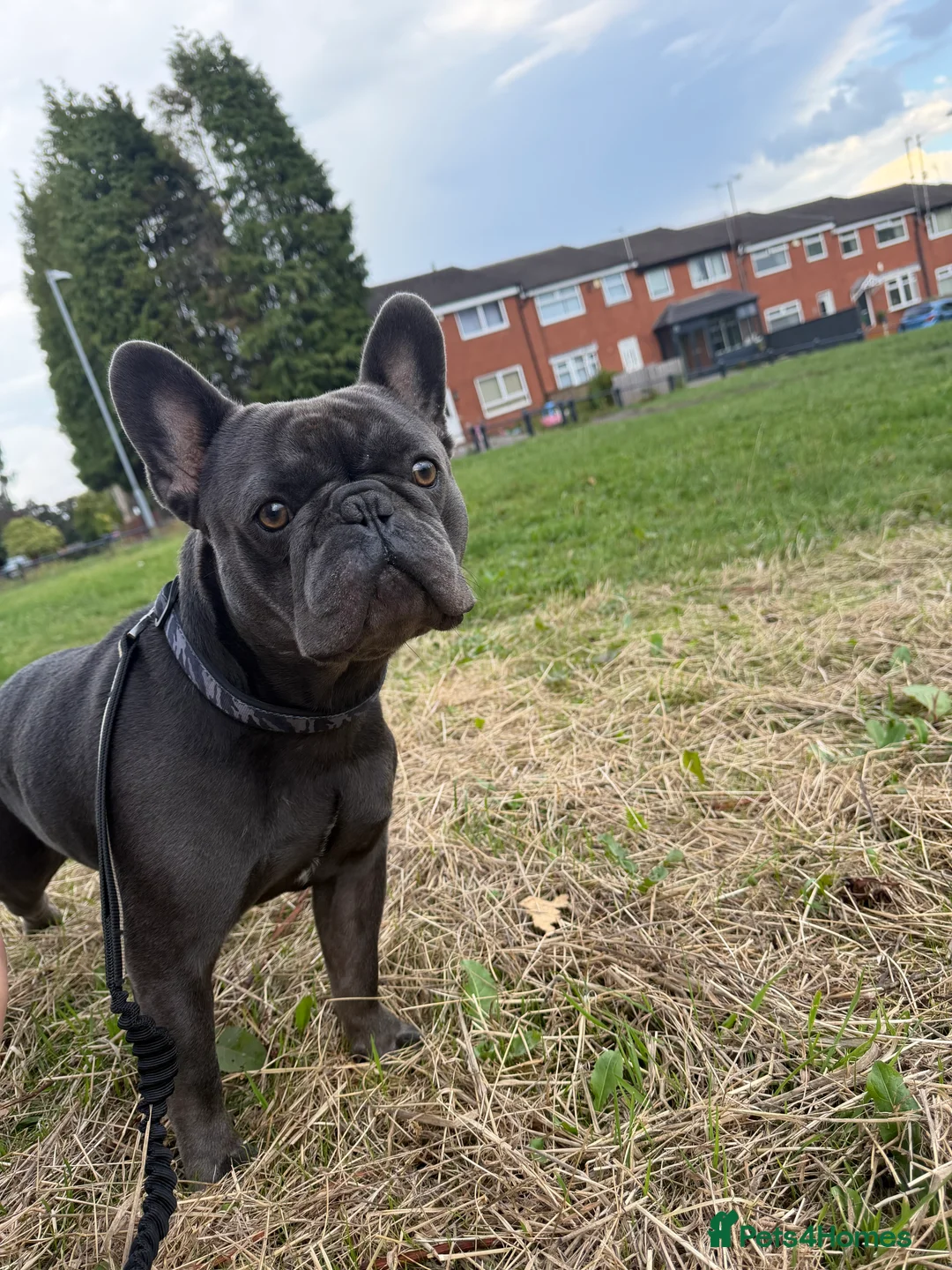 French Bulldog dogs for sale: Gucci - Advert 2