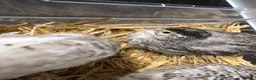 Mixed Breed birds for sale: 5 quail chicks  in Manchester - Advert 7