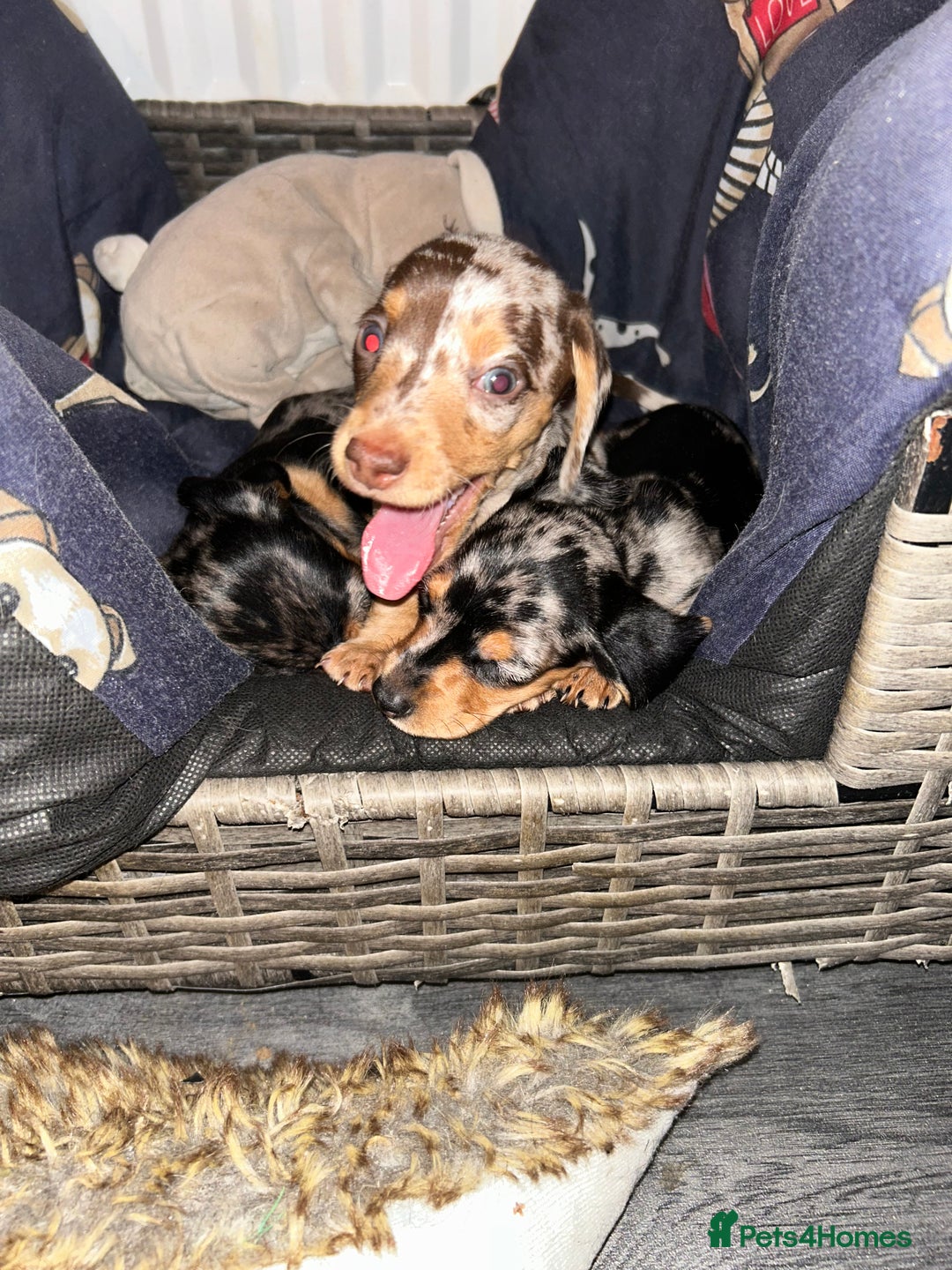 Miniature Dachshund dogs for sale: 2 stunning miniature dachshunds 🔆 - Advert 8