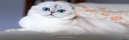 Scottish Fold cats for sale:  Ozzy is looking for his forever home! - Advert 7