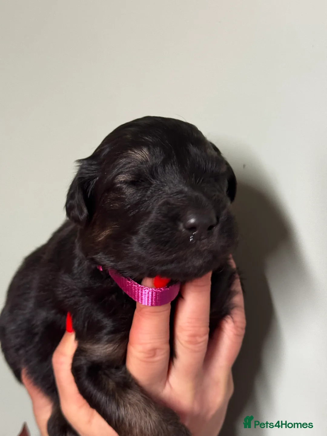 Mixed Breed dogs for sale: ⭐️ golden shepherd ⭐️ - Advert 6