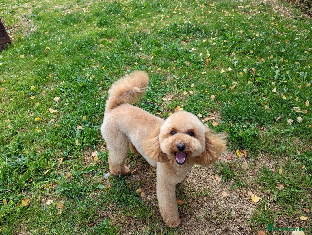 Toy Poodle dogs for sale: 🐩 Home-Raised KC Toy Poodles – 3 Boys Available - Image 5