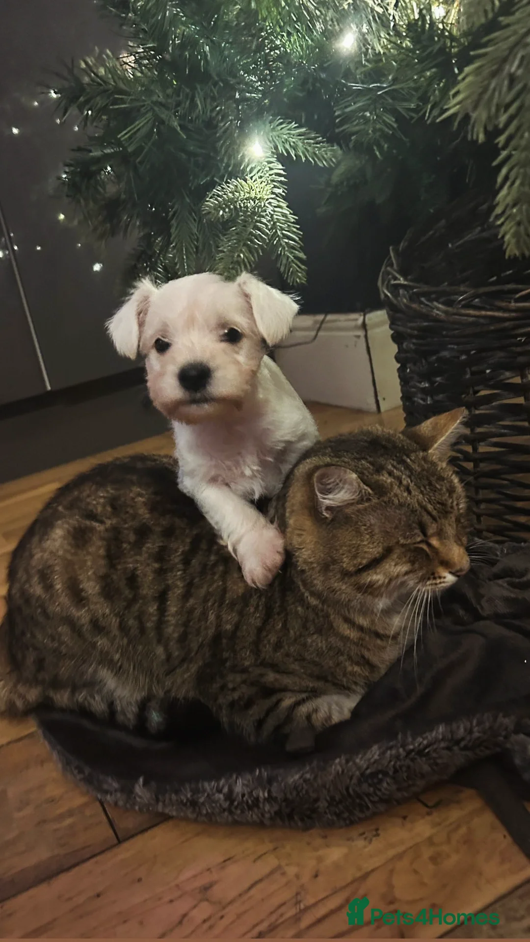 Miniature Schnauzer dogs for sale: Stunning miniature schnauzers  - Advert 5