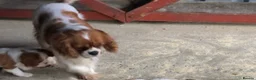 Cavalier King Charles Spaniel dogs for sale: Cavalier King Charles Spaniel Puppies  - Advert 10