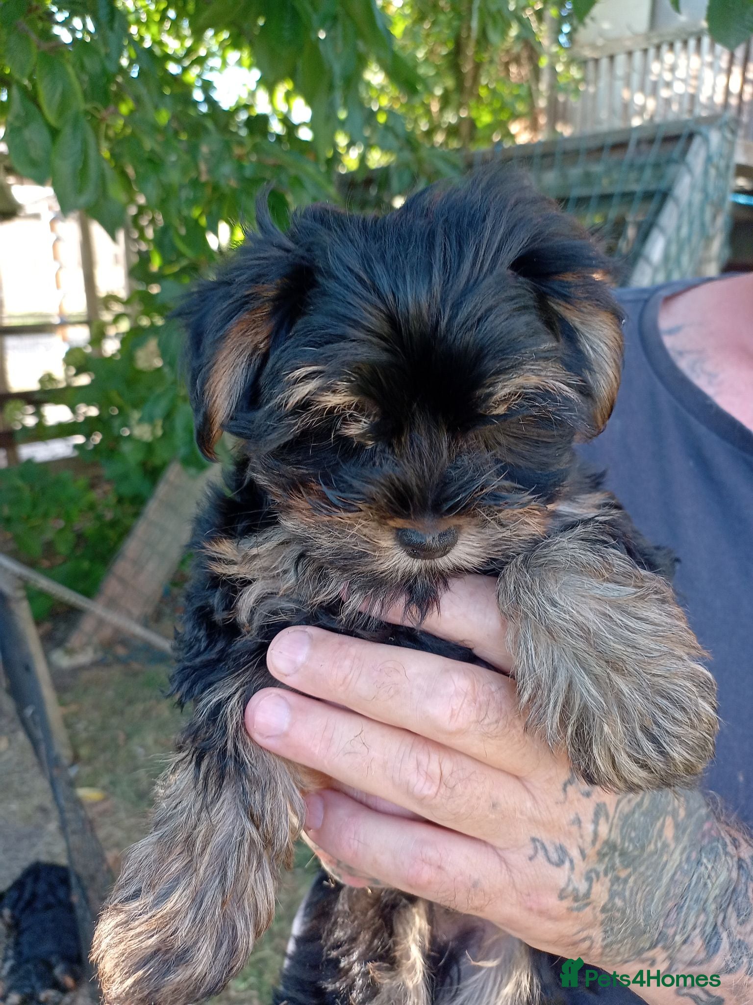 Yorkshire Terrier dogs Beautiful Yorkshire Terrier Puppies  - Advert 5