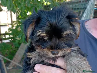 Yorkshire Terrier dogs Beautiful Yorkshire Terrier Puppies - Advert 5