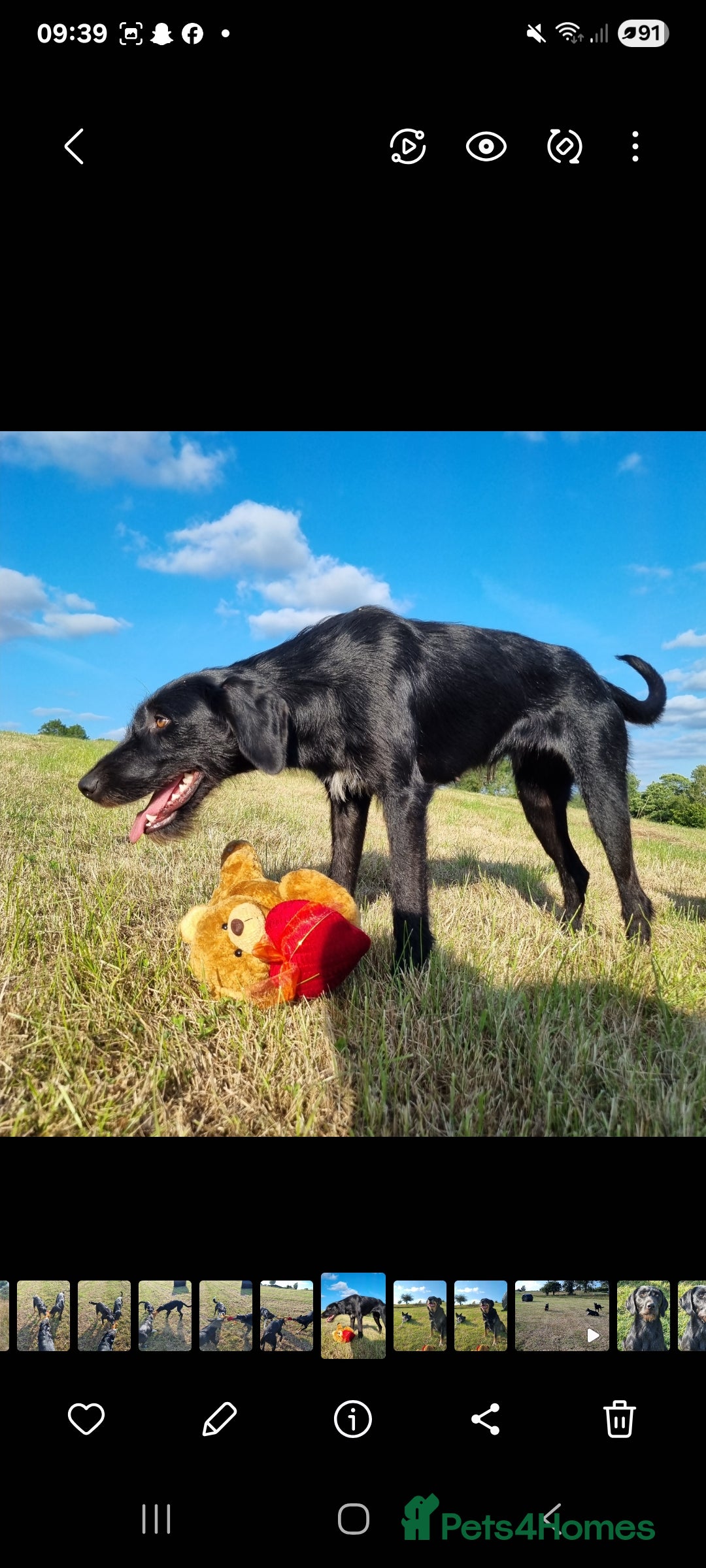Mixed Breed dogs for sale: collie cross Hungarian vizler - Image 1