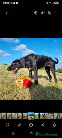 Mixed Breed dogs - Advert 1