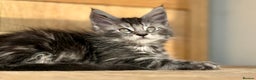 Maine Coon cats for sale: Maine Coon kittens - Advert 3