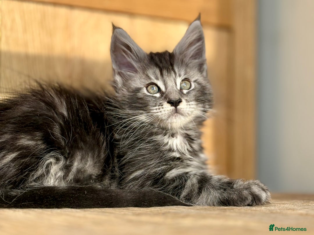 Maine Coon cats for sale: Maine Coon kittens - Advert 3