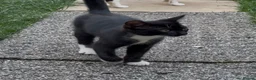 Domestic Shorthair cats for sale: Black White Cat - Advert 3