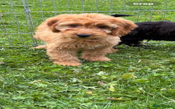 Irish Doodle dogs for sale: REDUCED F1 Miniature Irish Doodle - Image 2