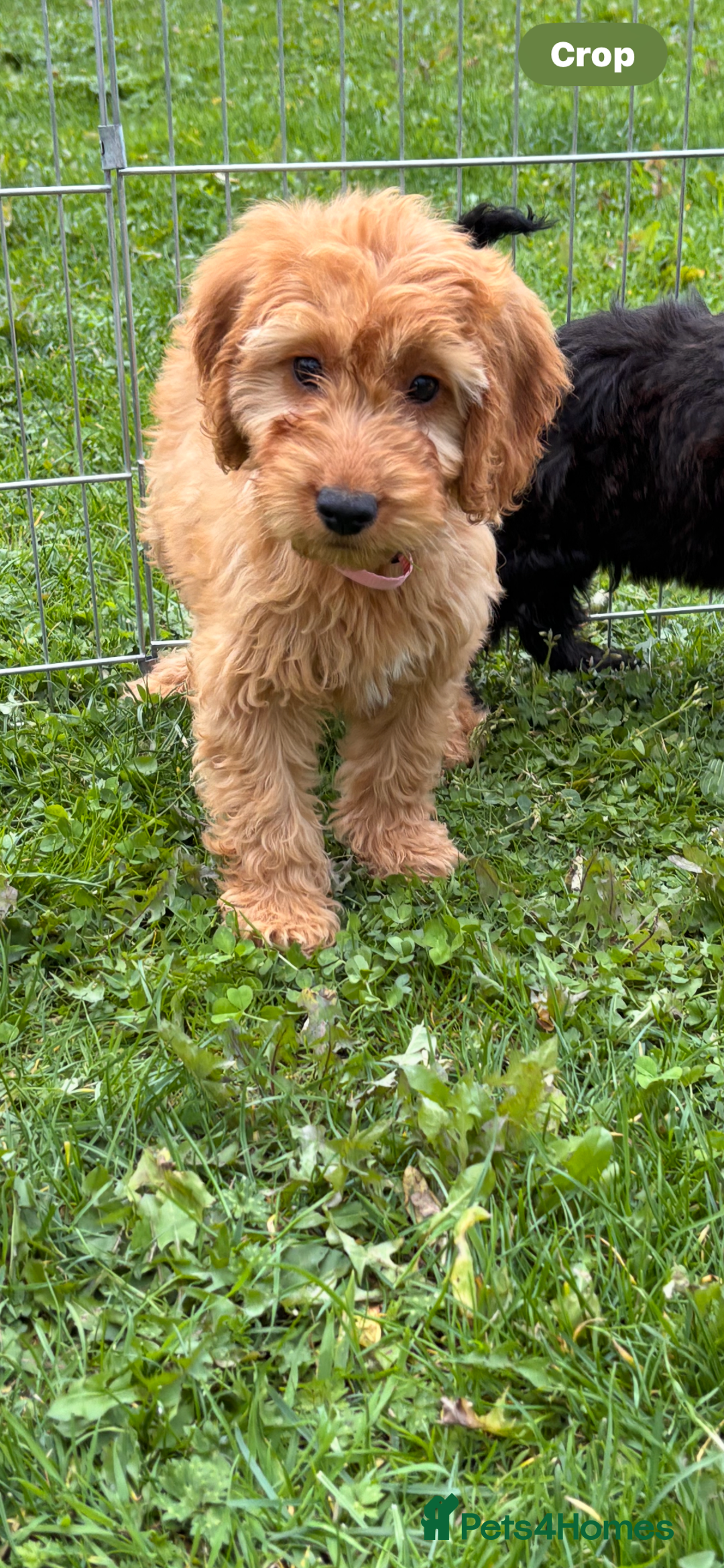 Irish Doodle dogs for sale: REDUCED F1 Miniature Irish Doodle - Image 2