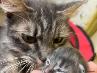 Mixed Breed cats 3 beautiful maincoon x - Advert 3