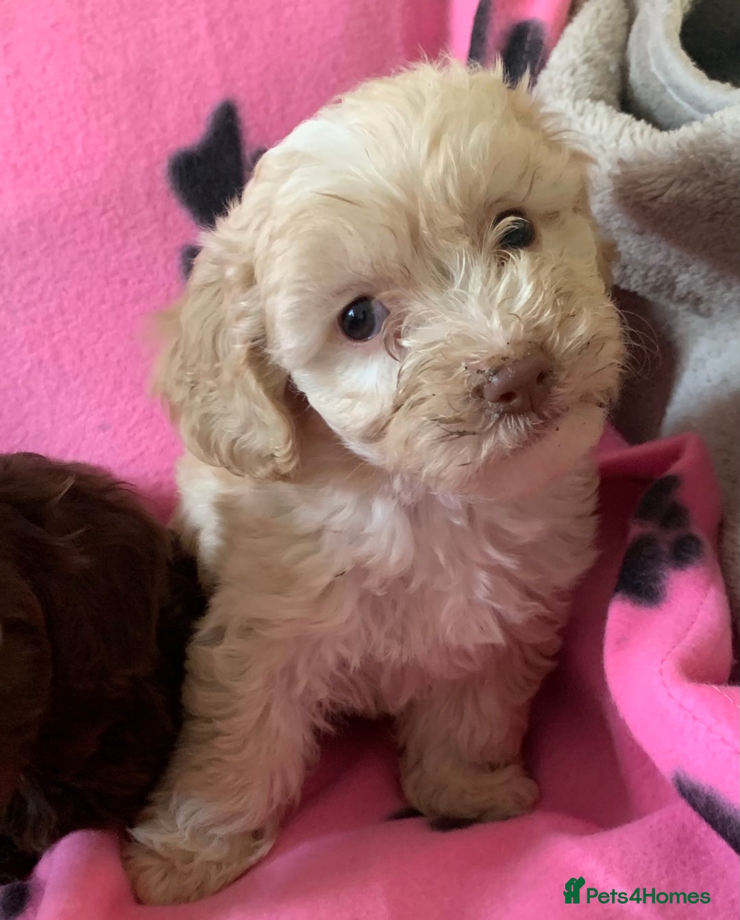 Cockapoo dogs for sale: Cockapoo puppies ready now - Image 6