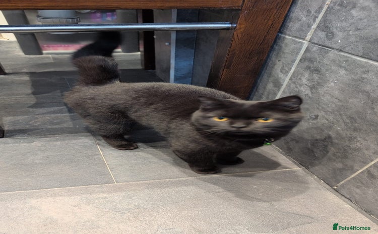 British Shorthair cats Black Male British Shorthair - Advert 1