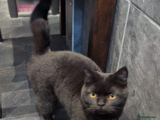 British Shorthair cats Black Male British Shorthair - Advert 1