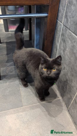 British Shorthair cats Black Male British Shorthair - Advert 1