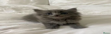 Ragdoll 2