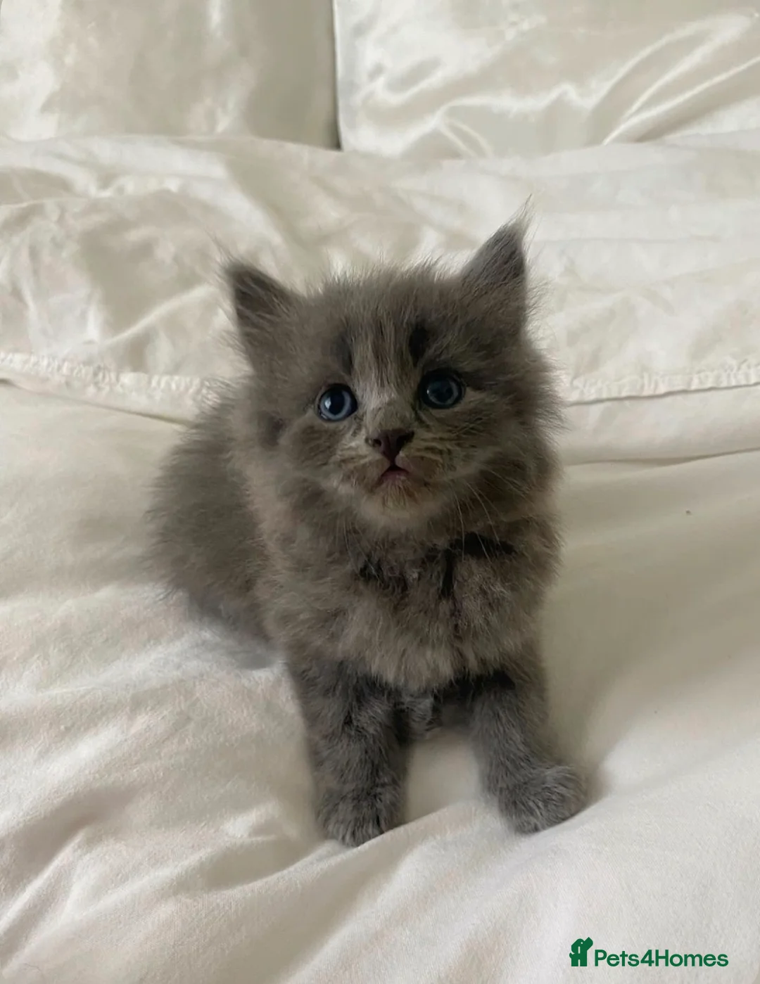 Ragdoll cats for sale: Blue tip ragdolls  - Advert 6