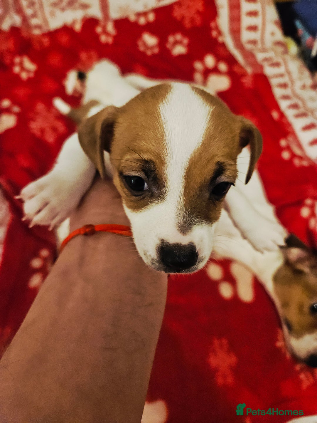 Jack Russell dogs for sale: LOVELY JACK RUSSELL PUPPIES FOR SALE. - Advert 16