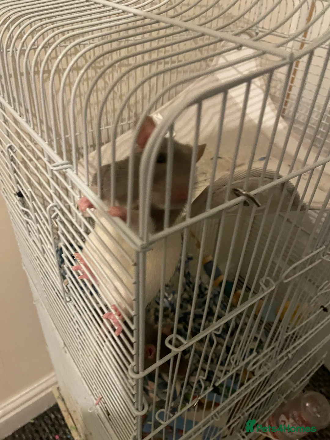 Rat rodents for sale: Taco and Tui - Advert 2