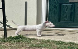 English Bull Terrier dogs for sale: English bull terrier pups for sale  - Image 12