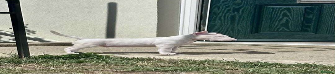 English Bull Terrier Puppy 4