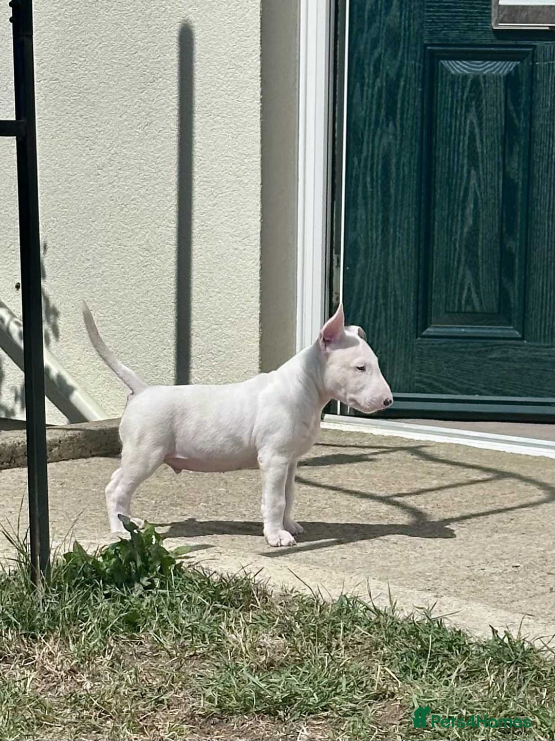 English Bull Terrier dogs for sale: English bull terrier pups for sale  - Image 12