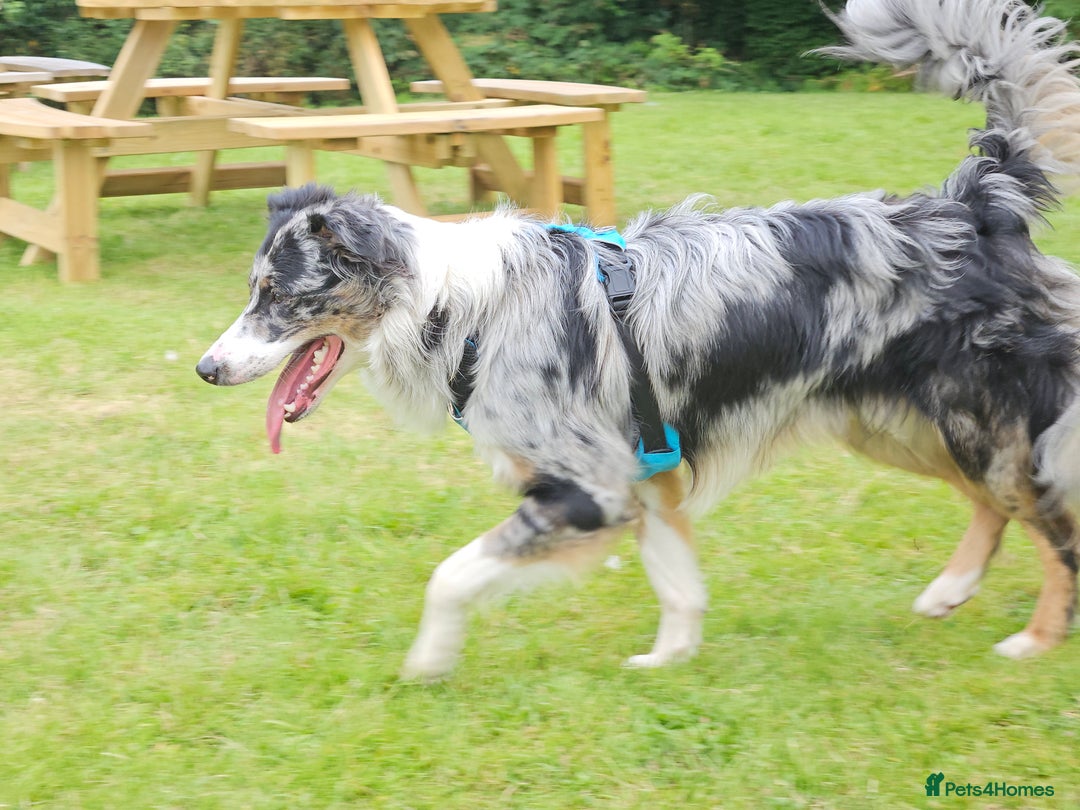 Border Collie dogs for stud: TRI BLUE MERLE BORDER COLLIE PROVEN STUD  - Image 6