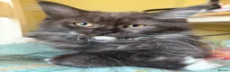 Maine Coon cats for sale: Gorgeous ChampionRussian line XL Mainecoon kittens - Advert 23
