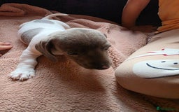 Dachshund dogs for sale: KC Registered Shorthaired dachshunds  - Image 2