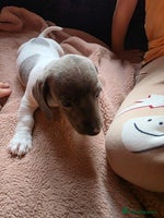 Dachshund dogs - Advert 2