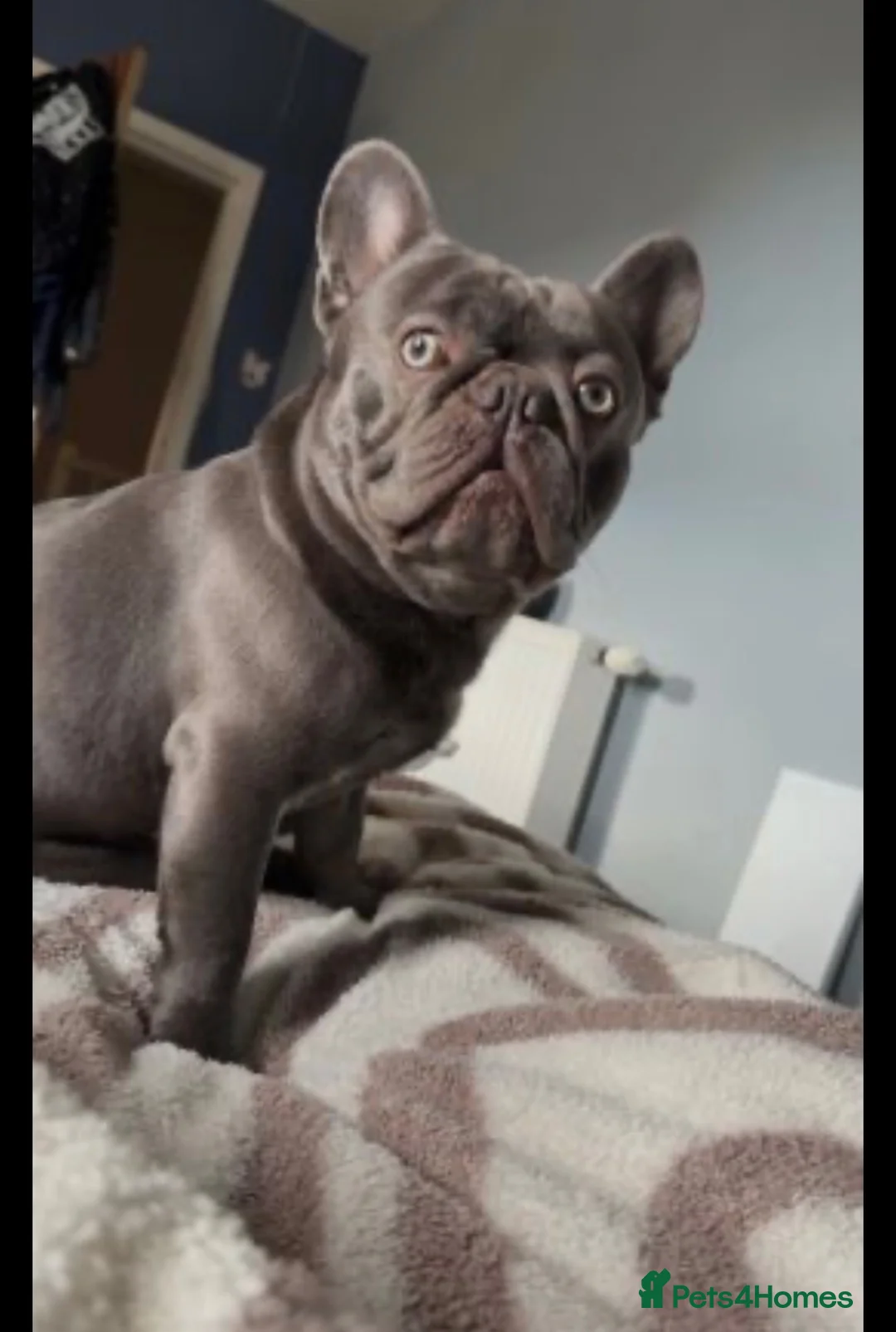 French Bulldog dogs for sale: 2 year old French bulldog male  in Wick - Advert 2