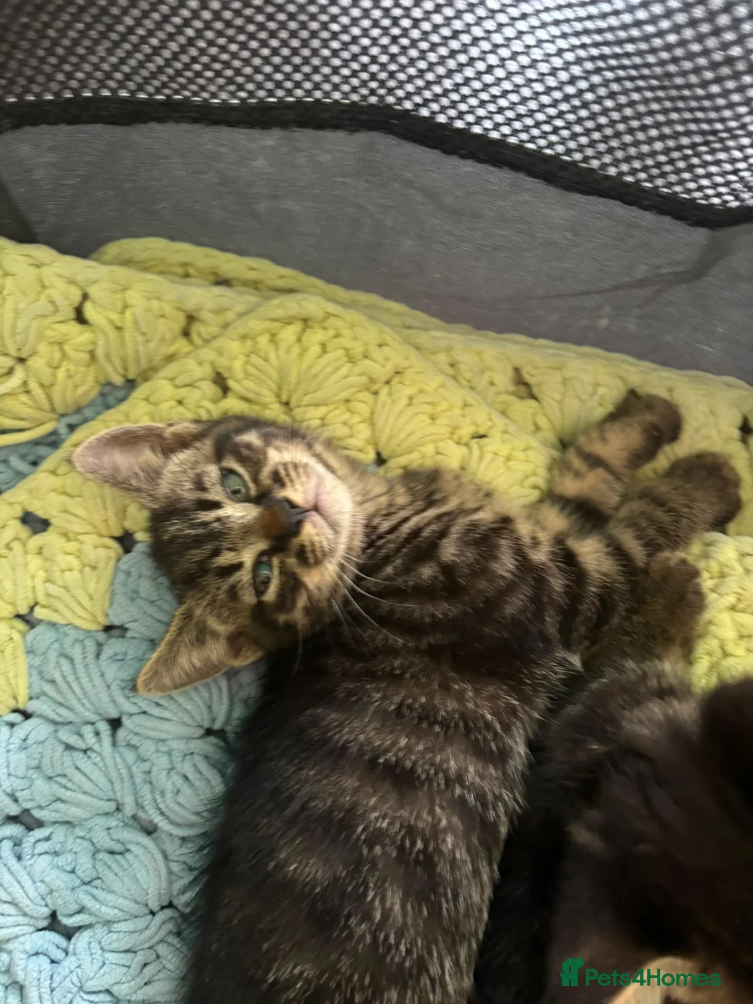 Mixed Breed cats for sale: 3 beautiful kittens ready to go  - Advert 11