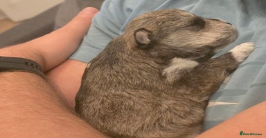 Mixed Breed dogs One unique hybrid puppy  - Advert 11