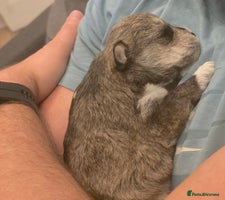 Mixed Breed dogs One unique hybrid puppy - Advert 11