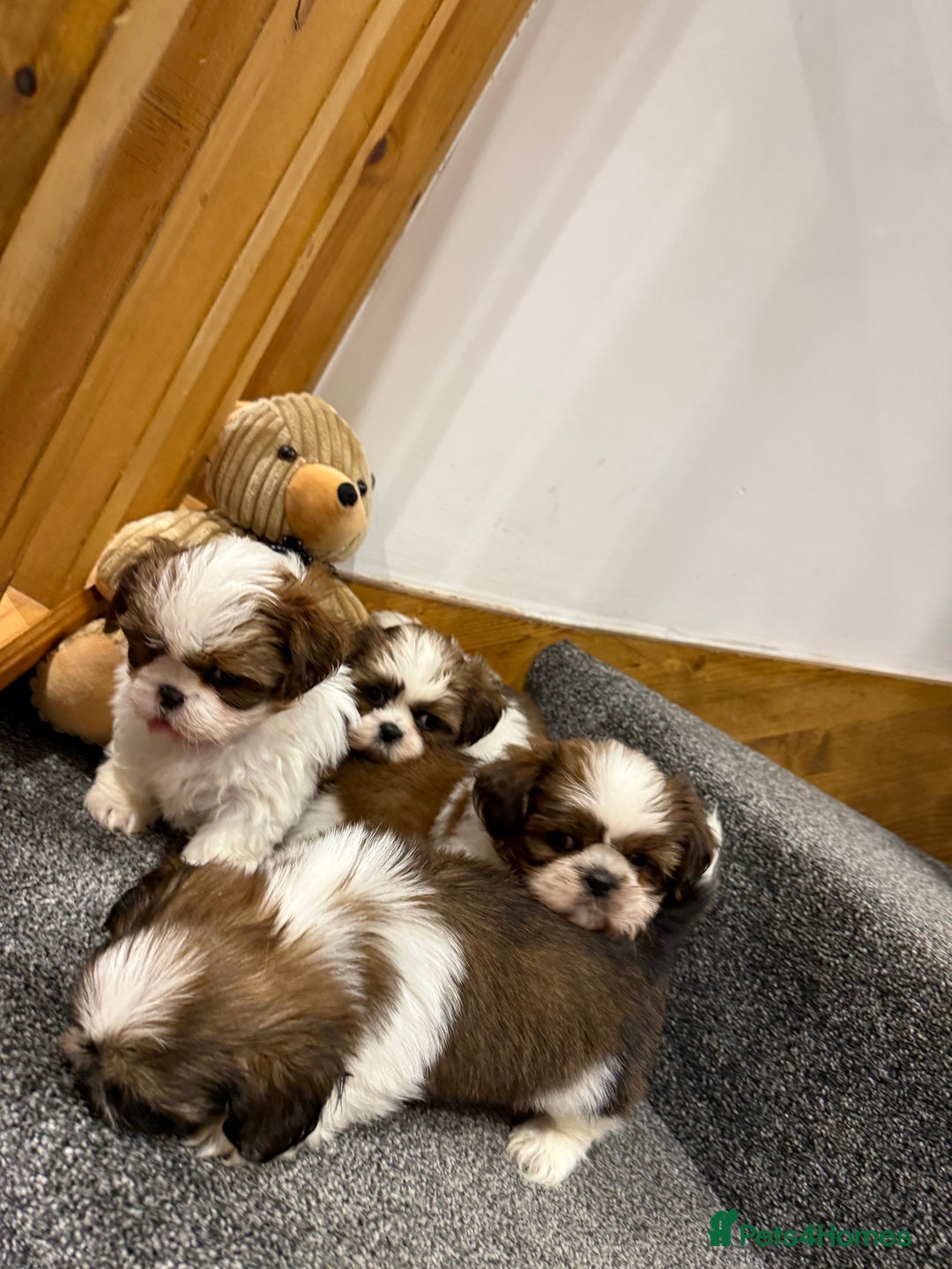 Shih Tzu dogs for sale: Summer Shihtzu Puppies - Image 15