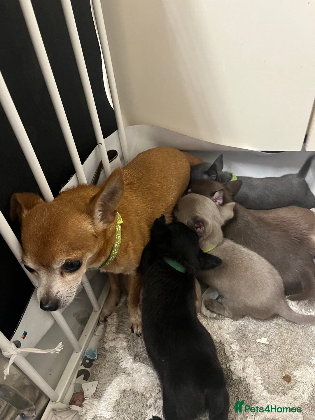 Chihuahua dogs for sale: Chihuahua teacups - Image 26